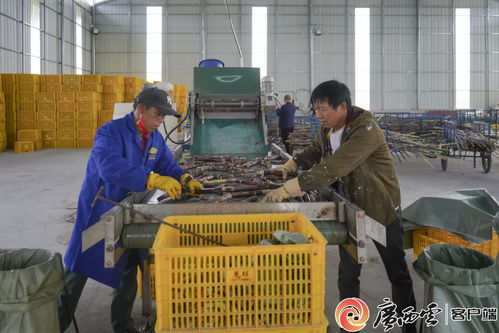 象州甘蔗種莖加工廠與高效抽油泵 雙引擎助力農(nóng)民增收致富